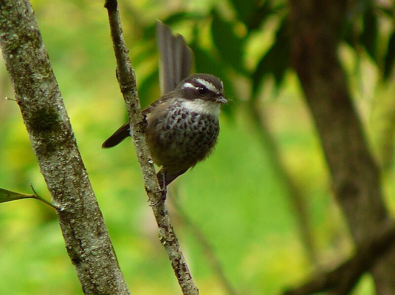 Streaked Fantail, Behaviour