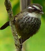 Streaked Fantail