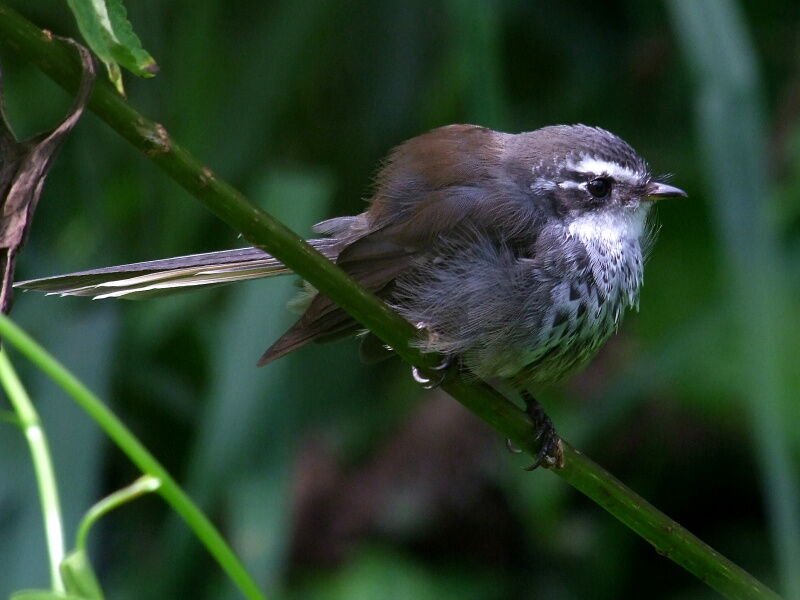 Streaked Fantail, identification