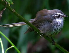 New Caledonian Streaked Fantail