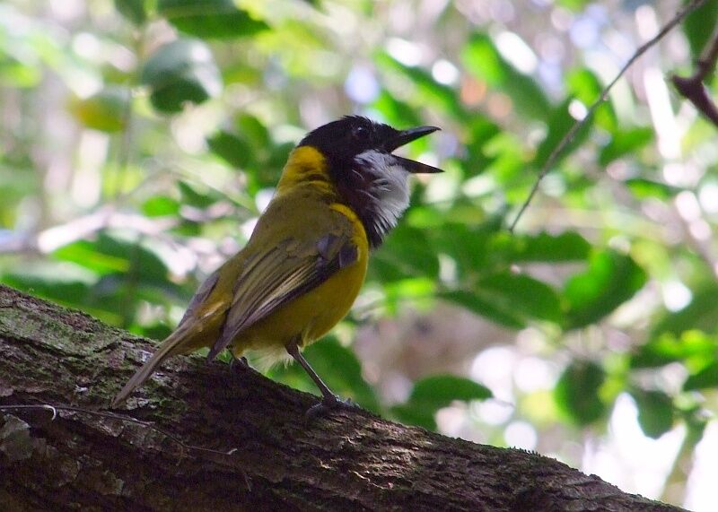 New Caledonian Whistler male adult breeding, song