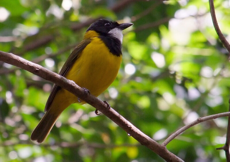 New Caledonian Whistler male adult, habitat, pigmentation