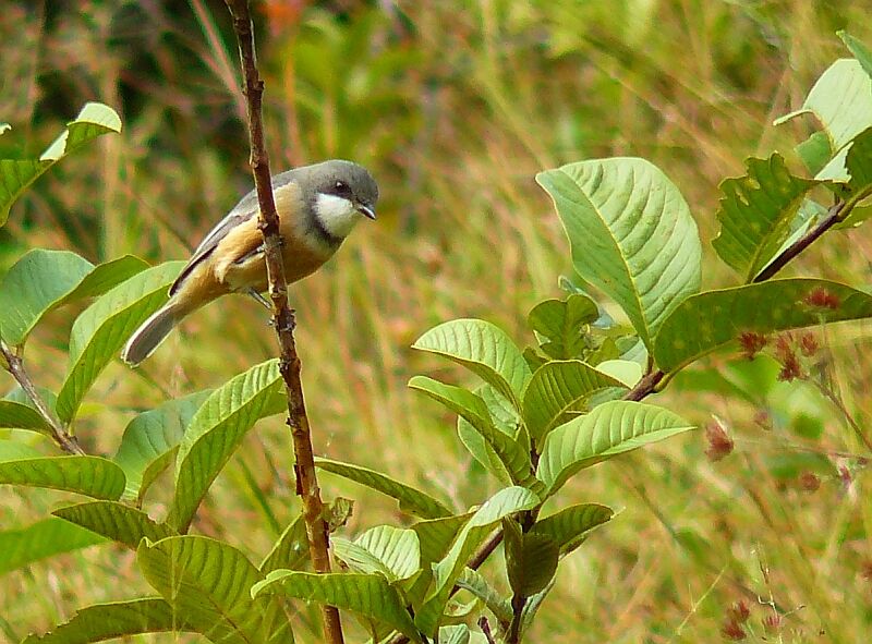 Rufous Whistler male adult