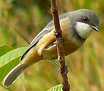 Rufous Whistler