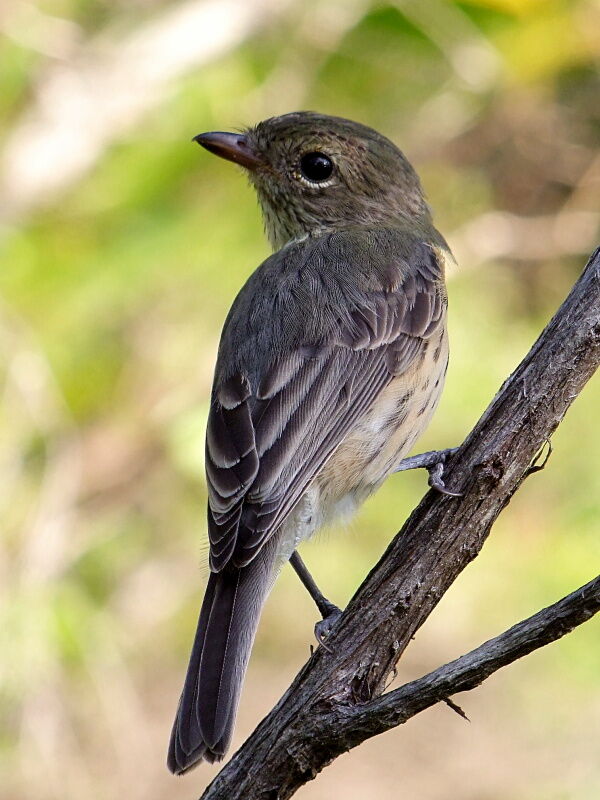 Siffleur itchong femelle adulte, identification