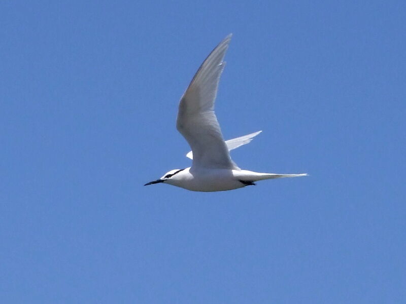 Black-naped Ternadult, Flight