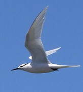 Black-naped Tern