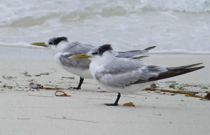 Greater Crested Tern, identification