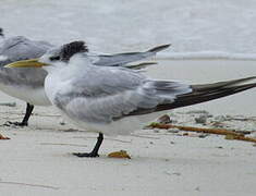 Greater Crested Tern