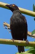 Striated Starling