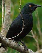 Striated Starling