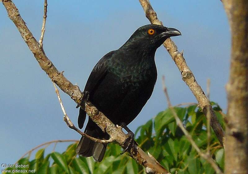 Striated Starling male adult, identification