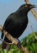 Striated Starling