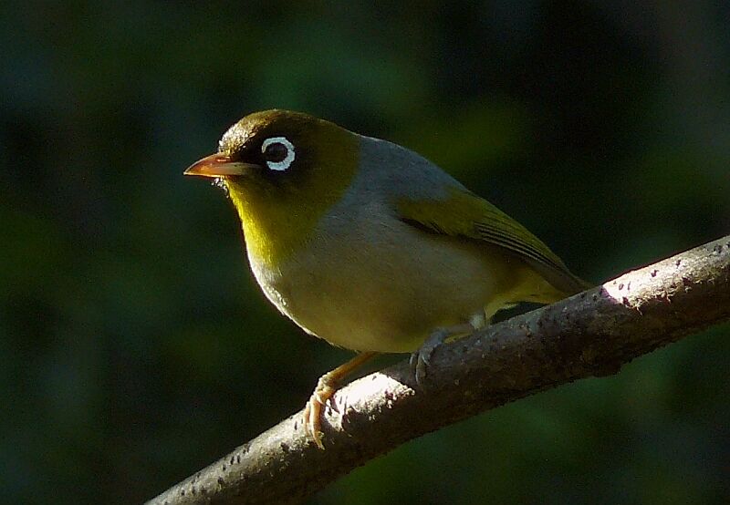 Silvereyeadult, identification