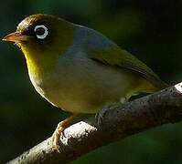 Silvereye