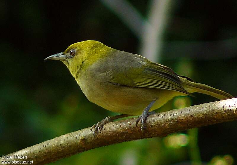 Large Lifou White-eyeadult