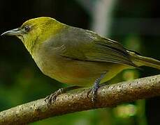 Large Lifou White-eye