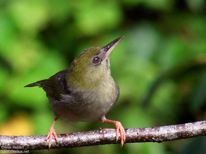 Large Lifou White-eyeadult, identification, Behaviour