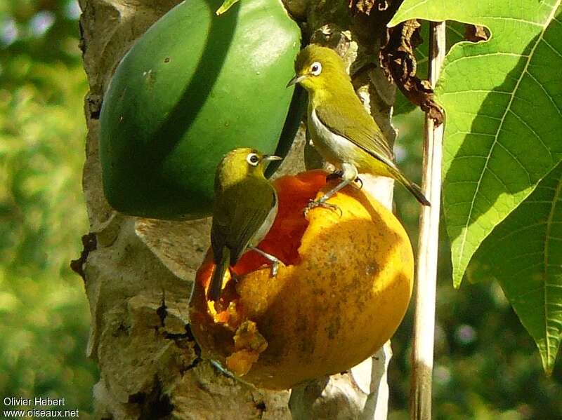 Small Lifou White-eye, feeding habits