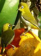 Small Lifou White-eye