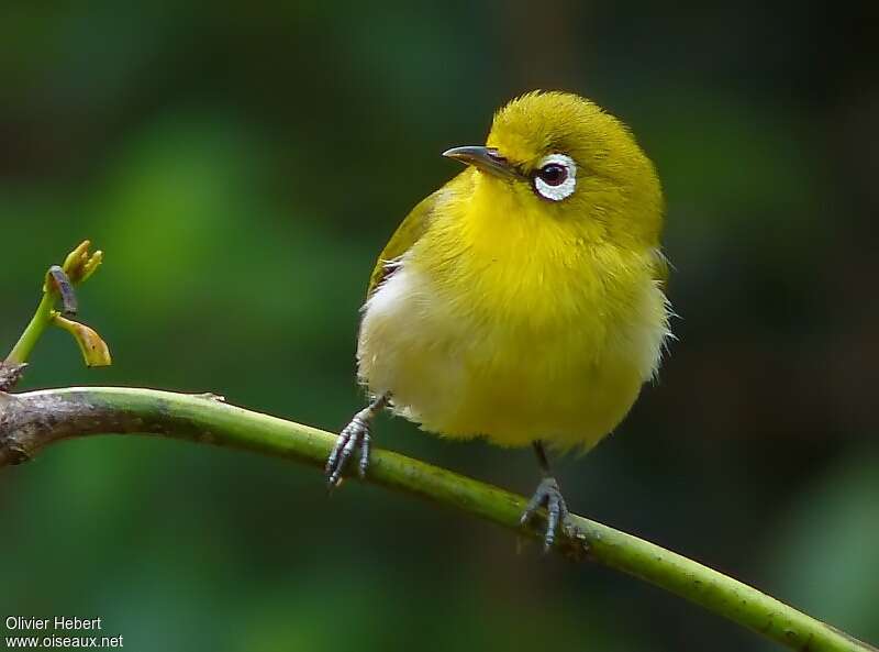 Small Lifou White-eyeadult, aspect