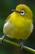 Small Lifou White-eye