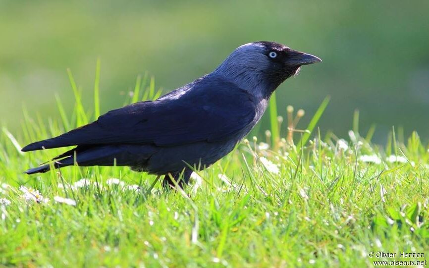 Western Jackdaw