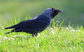 Western Jackdaw