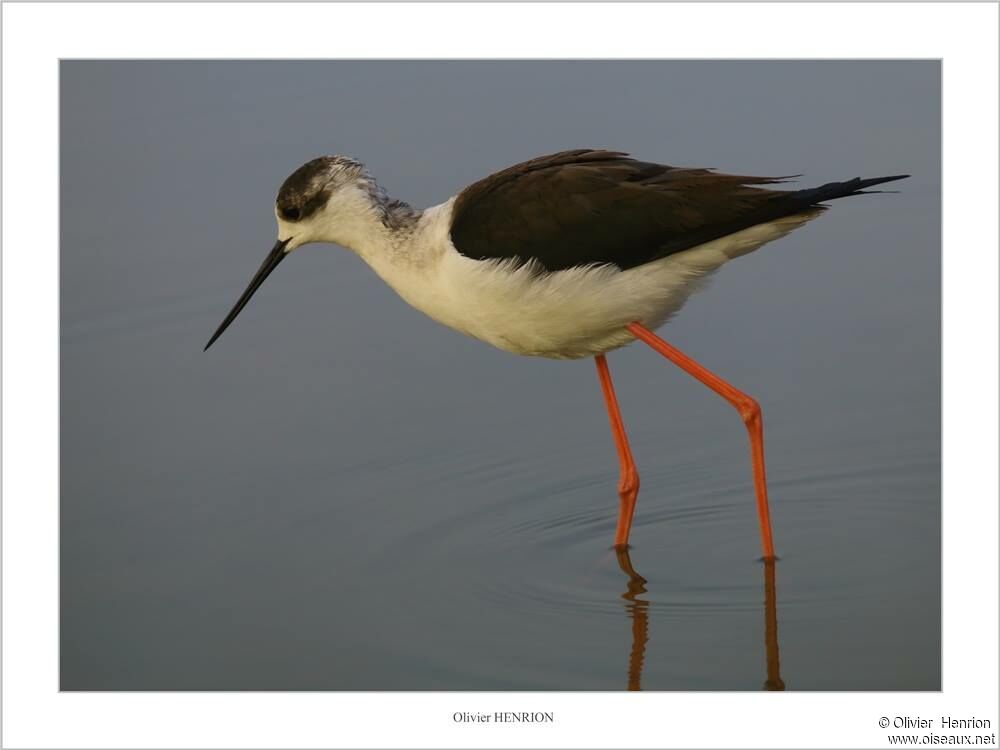 Black-winged Stilt