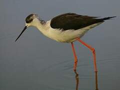 Black-winged Stilt