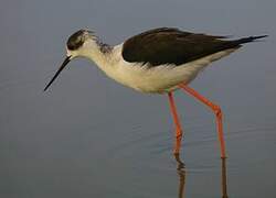 Black-winged Stilt