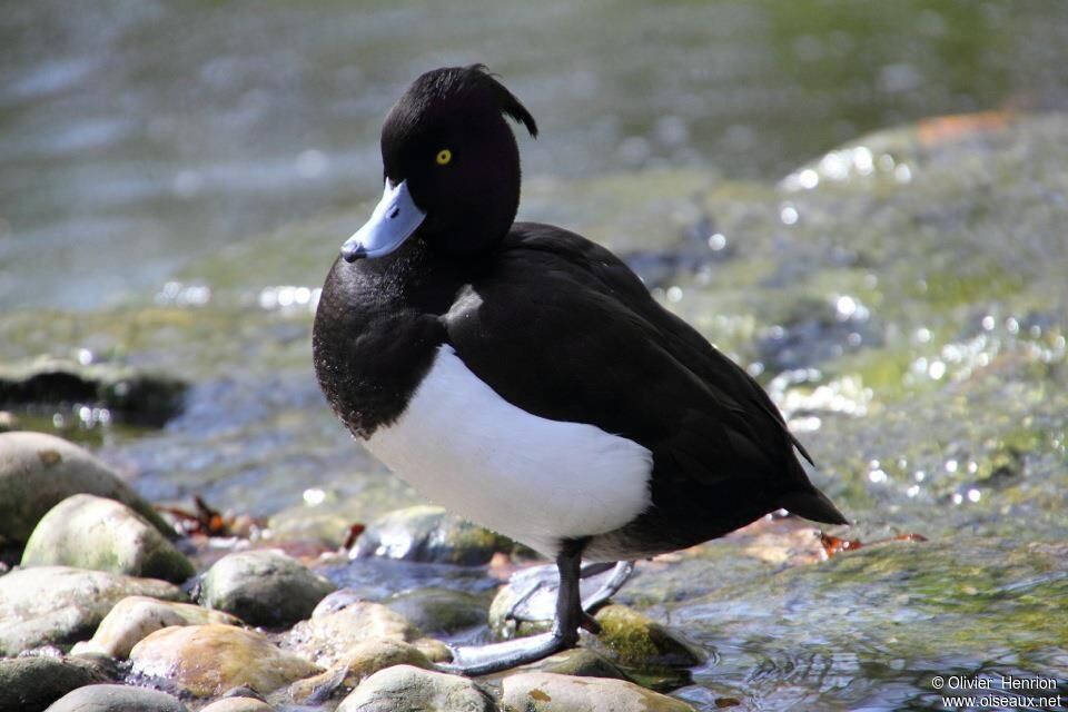 Tufted Duck male adult, identification