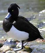 Tufted Duck