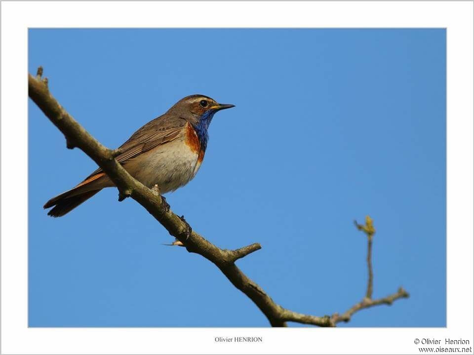 Bluethroat