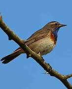 Bluethroat