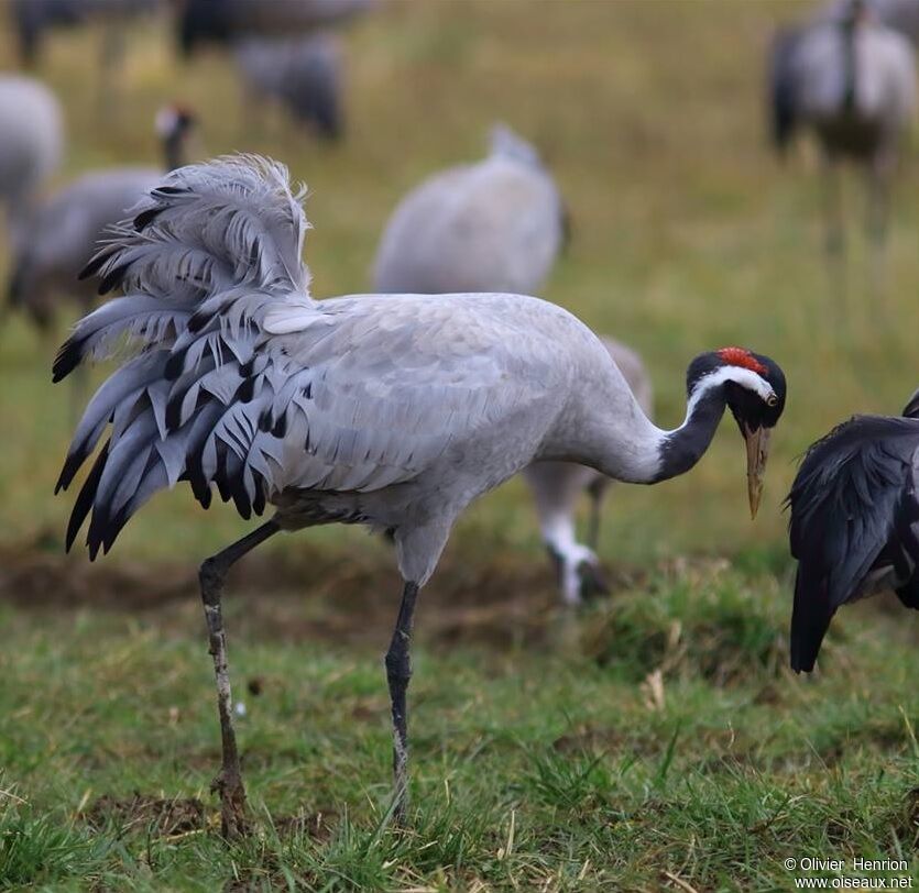 Common Crane