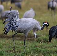 Common Crane