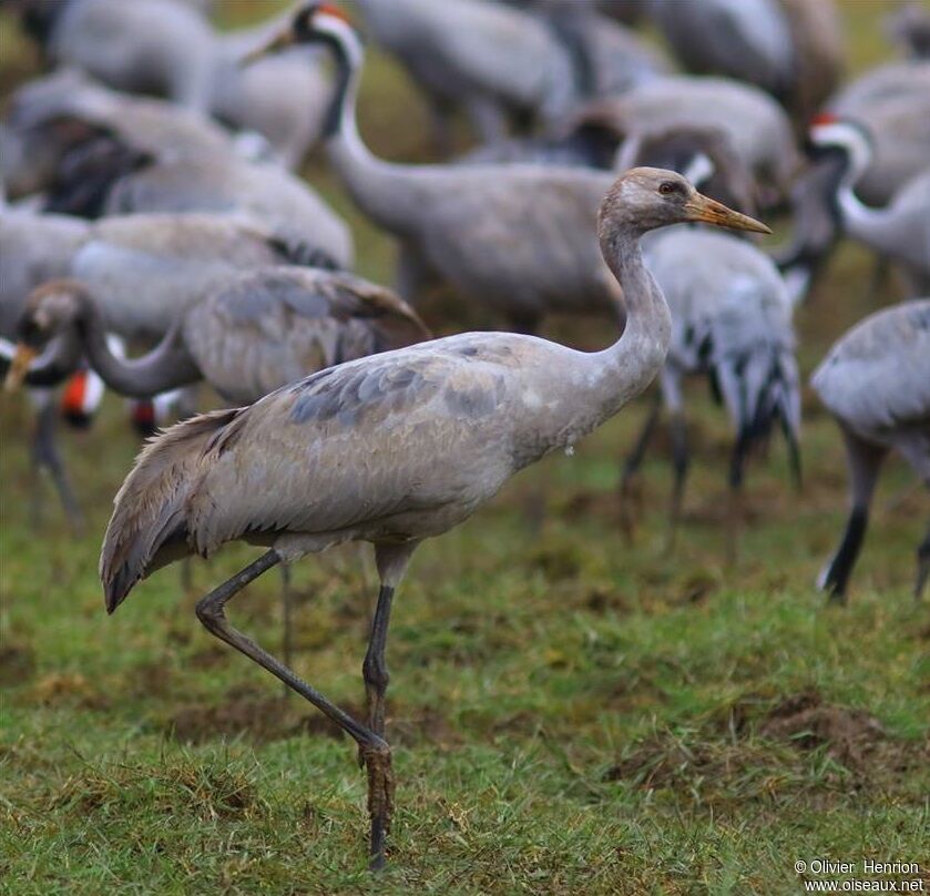 Common Crane