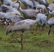 Common Crane