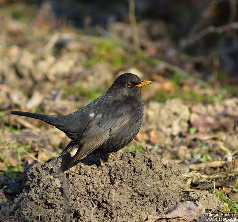 Common Blackbird