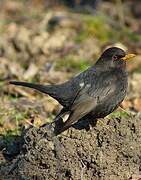 Common Blackbird