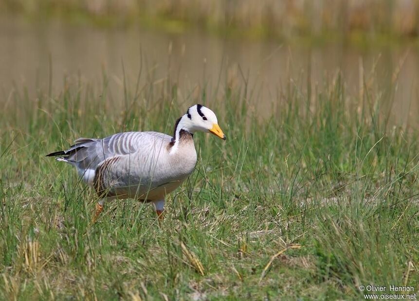 Bar-headed Goose