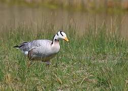 Bar-headed Goose