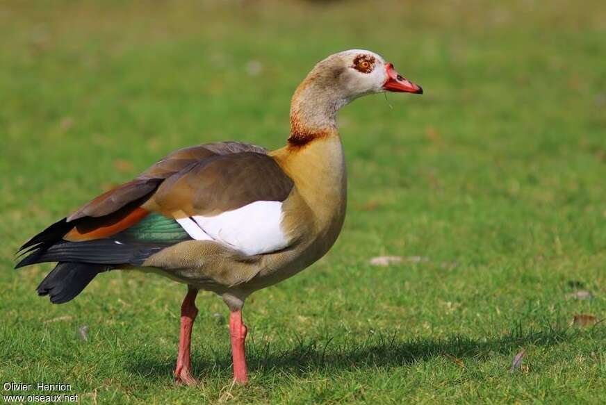 Egyptian Gooseadult, identification