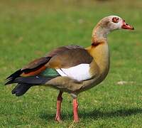 Egyptian Goose