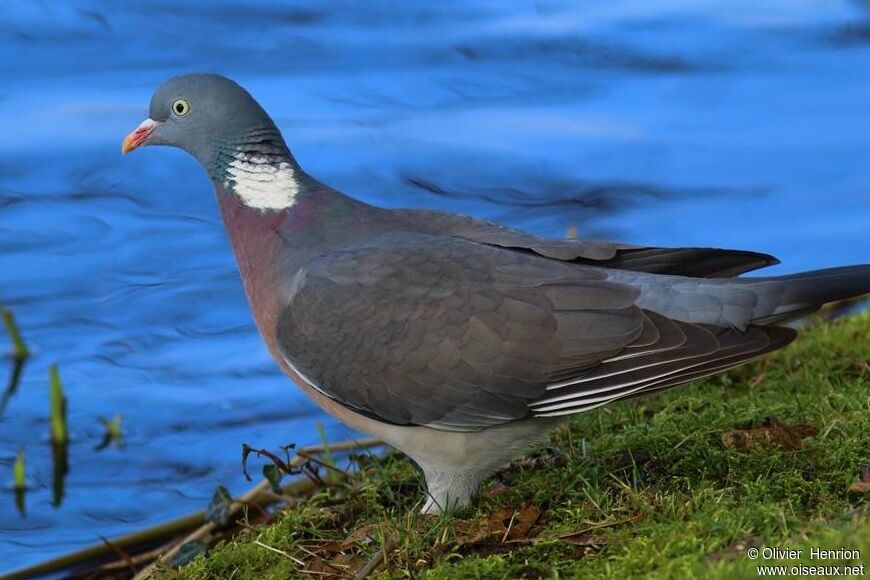 Common Wood Pigeon