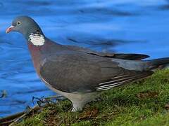 Common Wood Pigeon