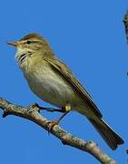 Willow Warbler