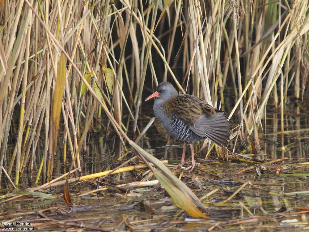 Râle d'eauadulte, habitat, Comportement