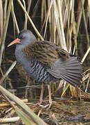 Water Rail